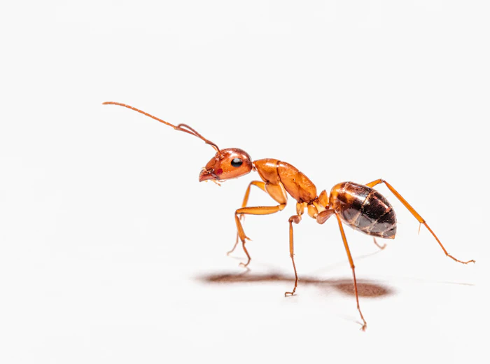 Ant close-up