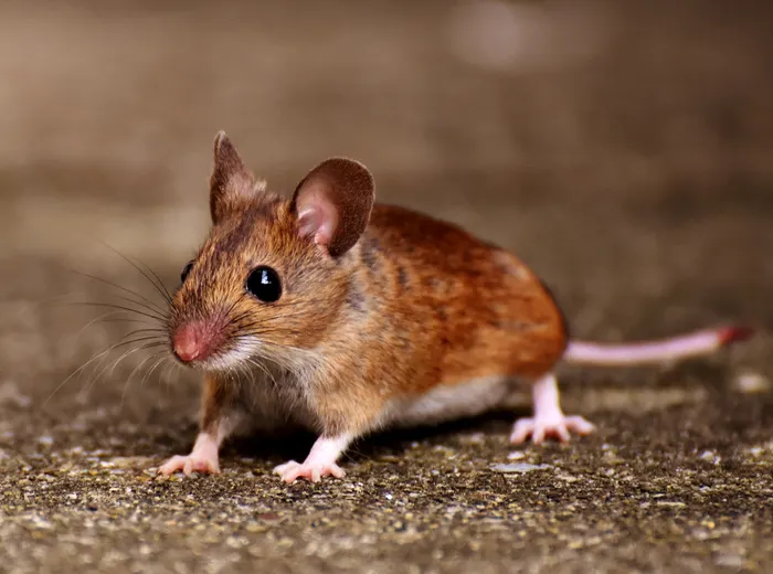 House mouse