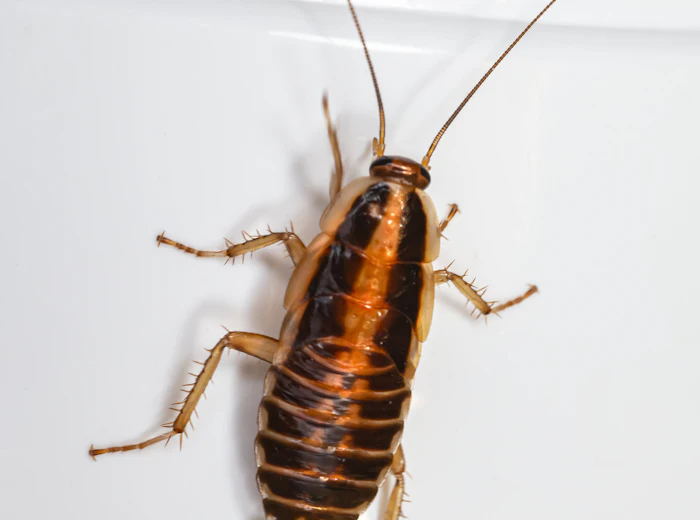 Cockroach on a white wall